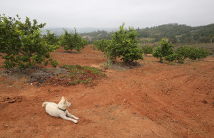 Photo by Jamie Scott Lytle